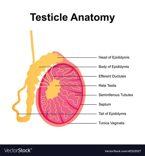 Testes: Anatomy, definition and diagram 